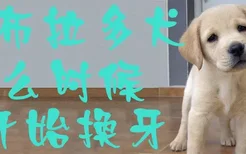 拉布拉多犬什么时候开始换牙