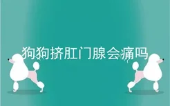 狗狗挤肛门腺会痛吗