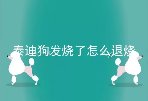 泰迪狗发烧了怎么退烧