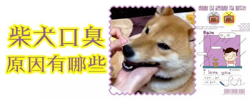 柴犬口臭原因有哪些