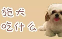 西施犬吃什么