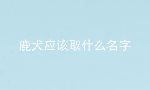 鹿犬应该取什么名字