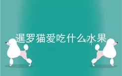 暹罗猫爱吃什么水果