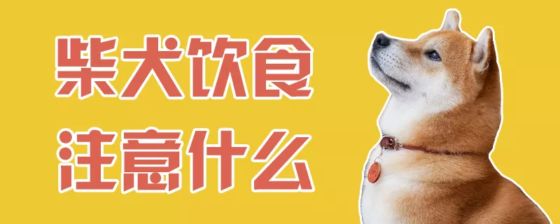 柴犬饮食注意什么