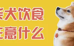 柴犬饮食注意什么