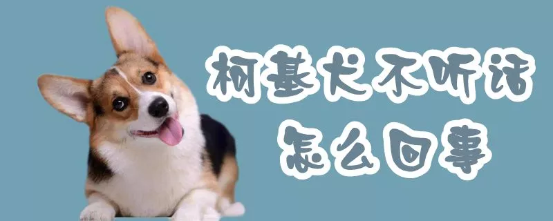 柯基犬不听话怎么回事