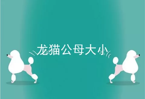 龙猫公母大小