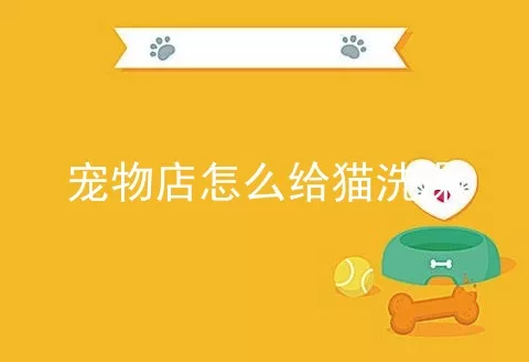 宠物店怎么给猫洗澡