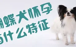 蝴蝶犬怀孕有什么特征