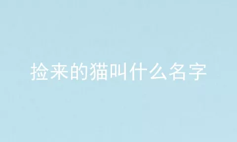 捡来的猫叫什么名字