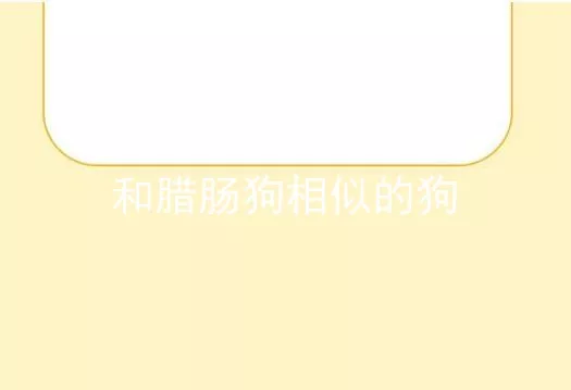 和腊肠狗相似的狗