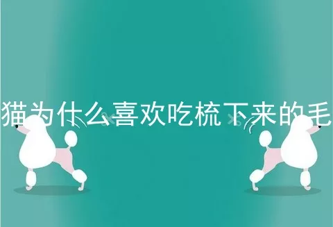 猫为什么喜欢吃梳下来的毛