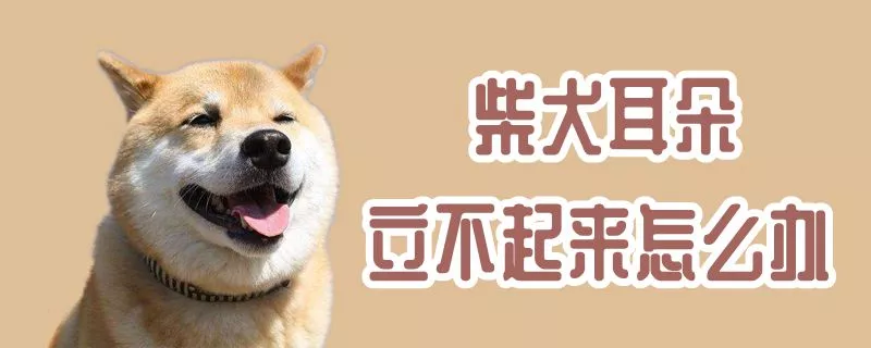 柴犬耳朵立不起来怎么办