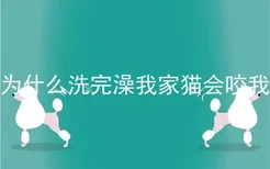 为什么洗完澡我家猫会咬我