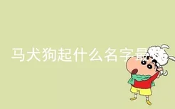 马犬狗起什么名字最好