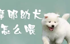 萨摩耶幼犬怎么喂