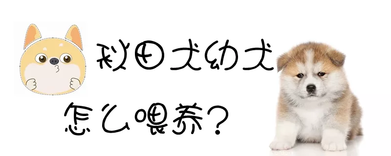 秋田犬幼犬怎么喂养