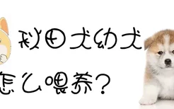 秋田犬幼犬怎么喂养