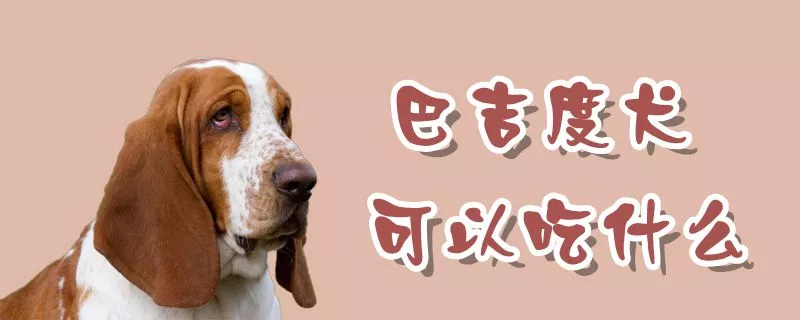 巴吉度犬可以吃什么