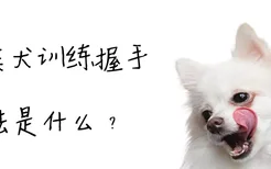 博美犬训练握手方法是什么