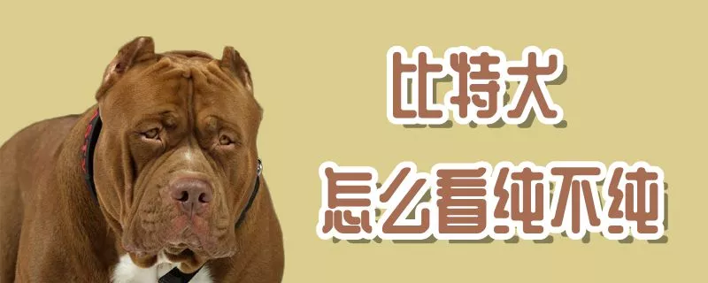 比特犬怎么看纯不纯