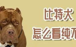 比特犬怎么看纯不纯