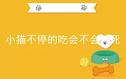 小猫不停的吃会不会撑死