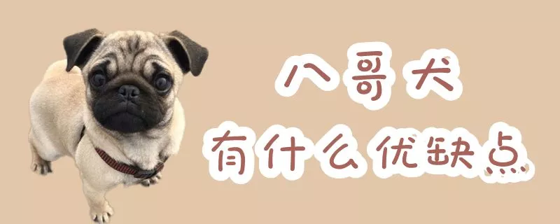 八哥犬有什么优缺点