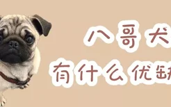 八哥犬有什么优缺点