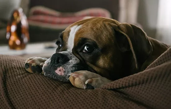 狗狗犯错会意识到自己错了么 狗狗不看主人是在认错吗