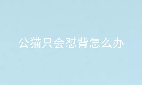 公猫只会怼背怎么办