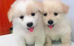 虎斑犬智商如何