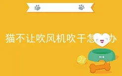 猫不让吹风机吹干怎么办