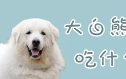 大白熊犬吃什么