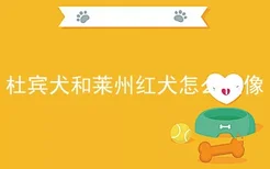 杜宾犬和莱州红犬怎么很像