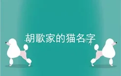 胡歌家的猫名字