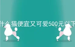 什么猫便宜又可爱500元以下