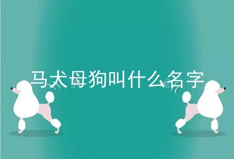 马犬母狗叫什么名字