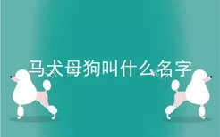 马犬母狗叫什么名字