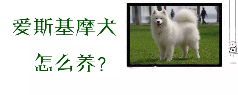 爱斯基摩犬怎么养