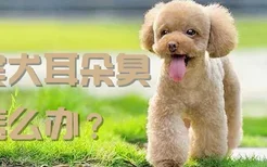 贵宾犬耳朵臭怎么办