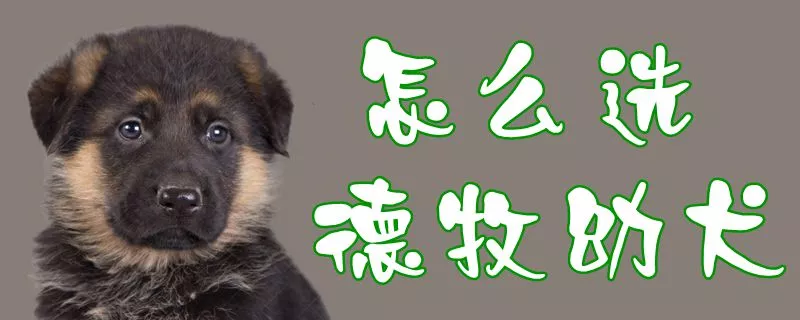 怎么选德牧幼犬1