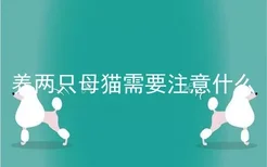 养两只母猫需要注意什么