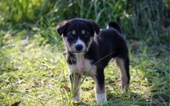 土狗有什么优点 中华田园犬不比品种狗差