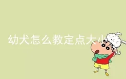 幼犬怎么教定点大小便