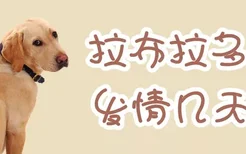 拉布拉多犬发情几天