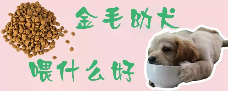 金毛幼犬喂什么好