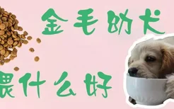 金毛幼犬喂什么好