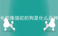 长的像骆驼的狗是什么品种