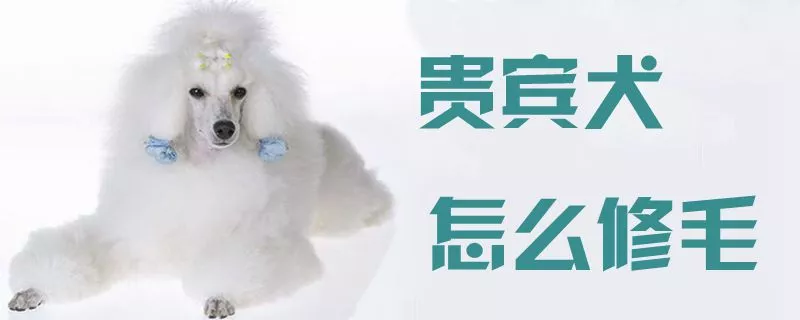 贵宾犬怎么修毛1